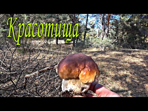 Видео: Грибы середины октября 2021