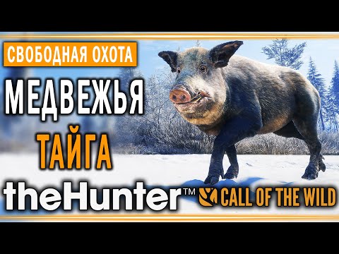 Видео: theHunter Call of the Wild #13 🐻 - Медвежья Тайга (часть 2) - Свободная Охота
