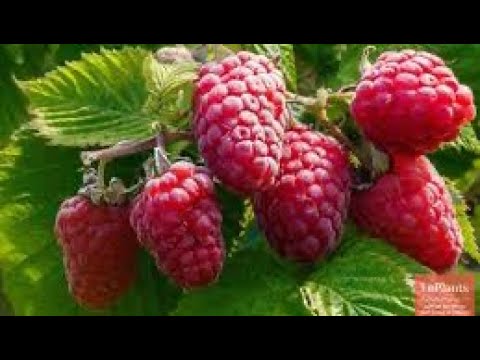 Видео: Осенняя обрезка малины. Сорт Гусар.