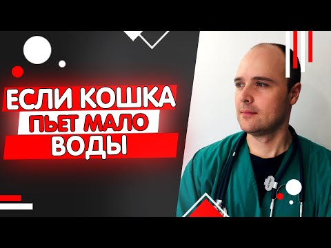Видео: Как заставить кошку пить больше воды