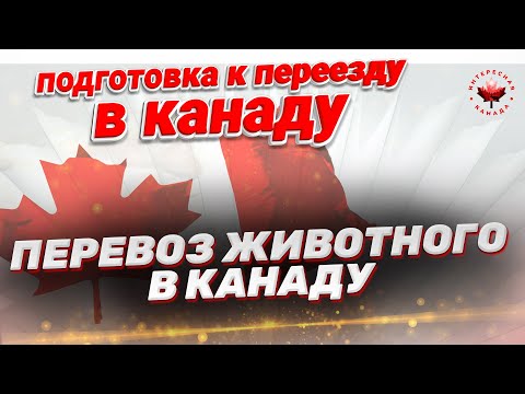 Видео: Перевоз животного в Канаду. Как перевезти кошку собаку в Канаду
