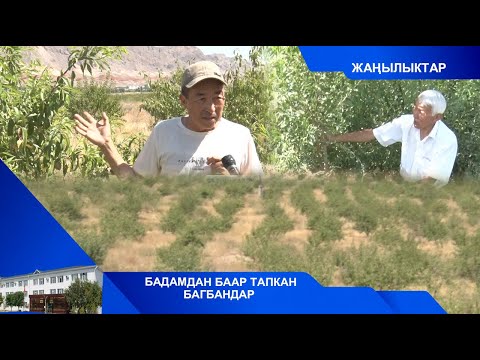 Видео: БАДАМДАН БААР ТАПКАН БАГБАНДАР