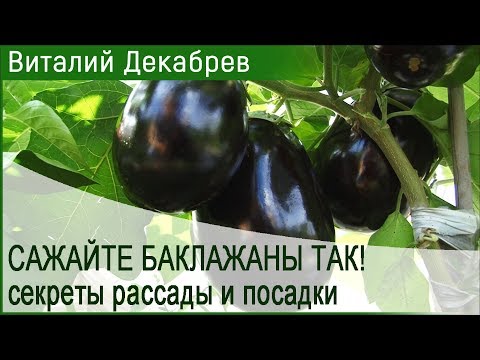 Видео: САЖАЙТЕ БАКЛАЖАНЫ ТАК! секреты рассады и посадки.