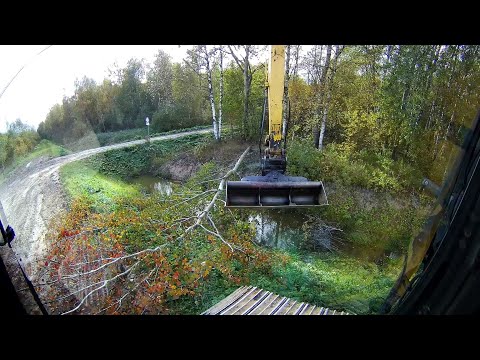 Видео: Бобры не ждали  Снесли все бобровые плотины