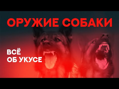 Видео: Всё об укусе собаки. У какой собаки самый сильный укус. Everything about dog bite.