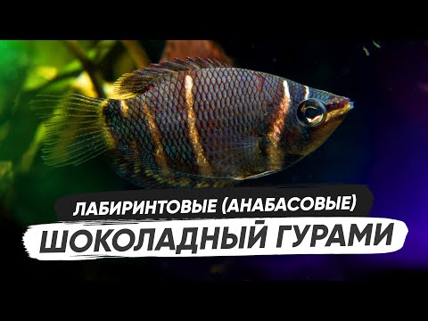 Видео: Шоколадный гурами / Содержание в аквариуме, обустройство аквариума, разведение, кормление