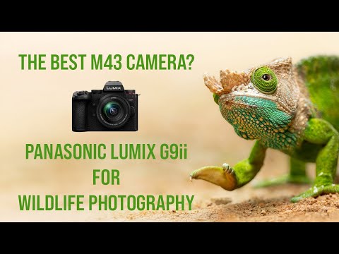 Видео: Panasonic Lumix G9ii — обзор фотосъемки дикой природы