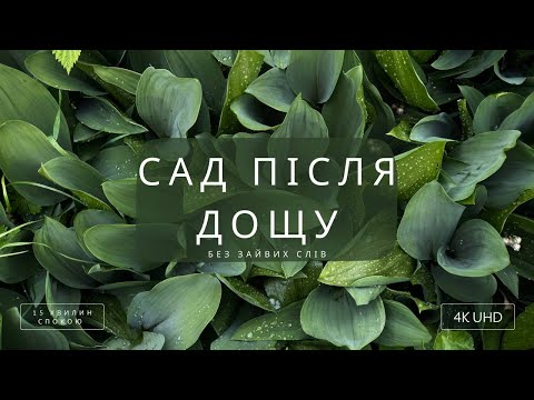 Видео: Сад після дощу - спокій у саду без слів| Тиха природа