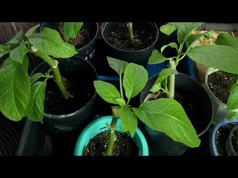 Видео: Бругмансии будут счастливы! если пересадите их правильно, есть секретики для успеха)))