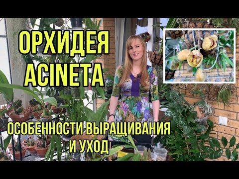 Видео: Орхидея Acineta.  Уход и содержание Асинета
