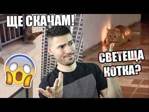 Видео: НАЙ-ОТКАЧЕНИТЕ ЖИВОТНИ В ТИК ТОК!