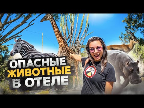 Видео: КЕНИЯ. В АФРИКЕ ОПАСНО ВЫХОДИТЬ ИЗ ОТЕЛЯ!