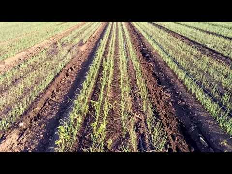 Видео: 22 мая,6-ой полив лука
