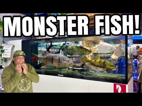Видео: Моя любимая РЫБА-МОНСТР в Aquarium Depot!