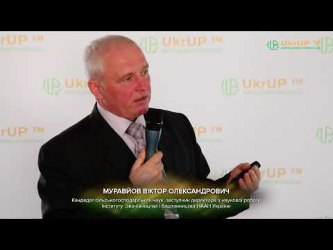 Видео: Особенности выращивания чеснока озимого