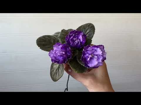 Видео: ЧТО КУПИЛА НА ВЫСТАВКЕ ФИАЛОК / РАСПУСТИЛСЯ "МАЙСКИЙ МЁД" /