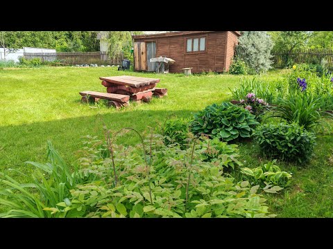 Видео: Дачные будни 7 июня. Собираю жимолость. Помидоры-пришельцы в теплице. Ура! Скоро отпуск!