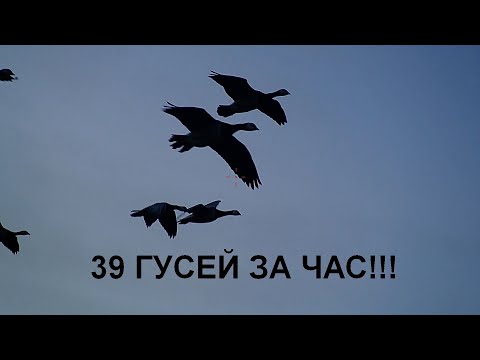Видео: 39 ГУСЕЙ ЗА ЧАС! Великолепная охота на гуся! Налеты и выстрелы на ScopeCam2 4K, аналог Shotkam. #1.