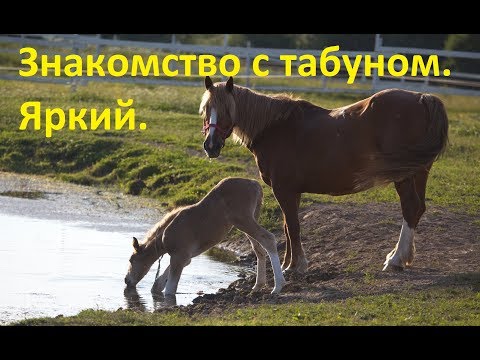 Видео: Знакомство с табуном. Яркий.