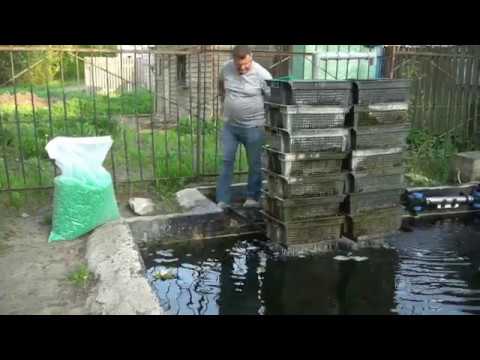 Видео: Кристально чистая вода в пруду.(как добиться).