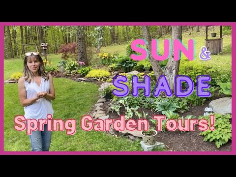 Видео: Весенний тур по садам середины мая: мои солнечные и теневые сады