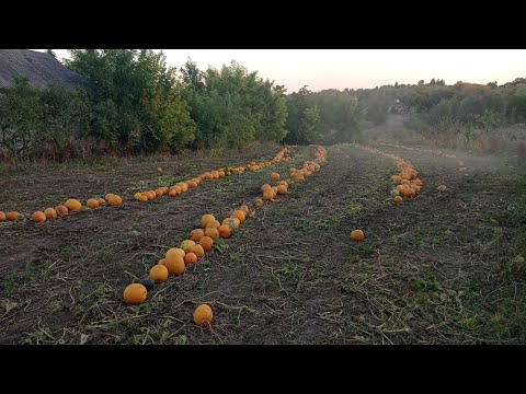 Видео: Кажуть насіяв гарбузів, тепер 💸 гроші лопатою будеш гребти 🤔