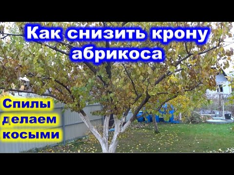 Видео: Как СНИЖАТЬ крону АБРИКОА обрезкой. Выполняем правильные спилы.