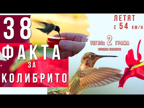 Видео: 38 Факта за Колибрите - Колибрито Най-малката птица в Света може да лети назад, някои тежат 2 грама