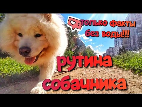 Видео: Рутина собачника🦮 ТОЛЬКО ФАКТЫ без воды