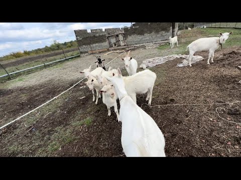 Видео: Повела козу на свидание к козлу,а она с ходу в драку с козами 😁