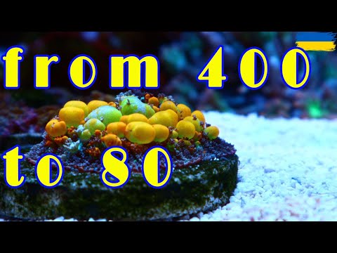Видео: my new mini reef | reef tank 80 | з більшого до меншого