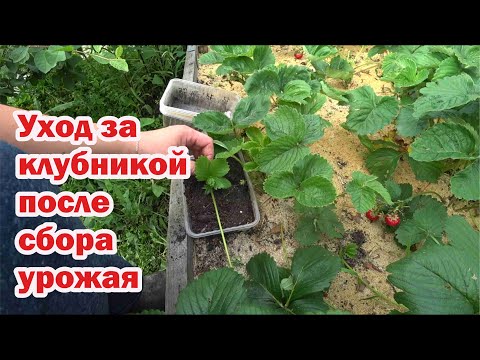Видео: Что делать с клубникой после сбора урожая?