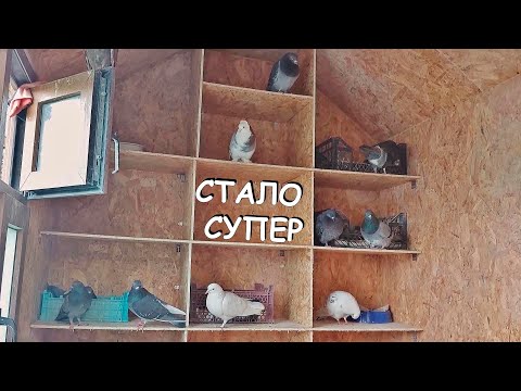 Видео: Обновленная голубятня + Довольная и мокрая ворона Капля