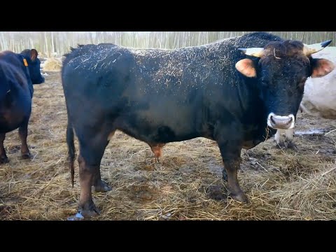 Видео: А зима будет?!Коровы в шоке! Пастбищный сезон 2025 вот-вот начнётся....