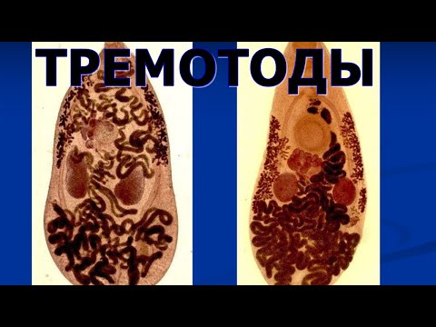 Видео: ТРЕМАТОДЫ - Многосложные гельминты