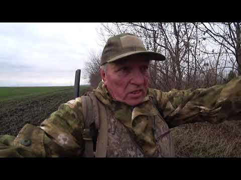 Видео: Засидка на лису, на земле. Охота на лису 2025 11 02