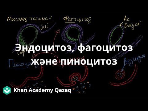 Видео: Эндоцитоз, фагоцитоз және пиноцитоз (жұту) | Қазақ Хан Академиясы