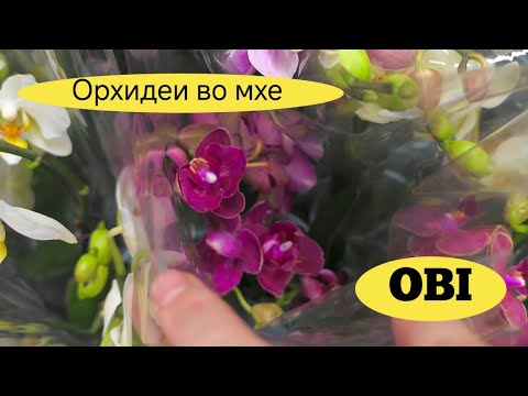 Видео: Радоваться или ПЛАКАТЬ 😭  решайте сами, но то что я в ШОКЕ это ФАКТ❗Орхидеи в OBI