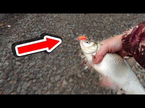 Видео: ЯЗЬ давился и требовал ЕЩЕ этого ВОБЛЕРА!