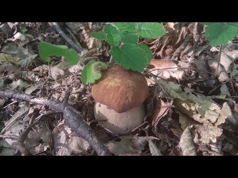 Видео: Цього дня був рекордний урожай білих грибів!