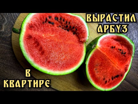 Видео: Арбуз выращенный дома. Арбуз в квартире