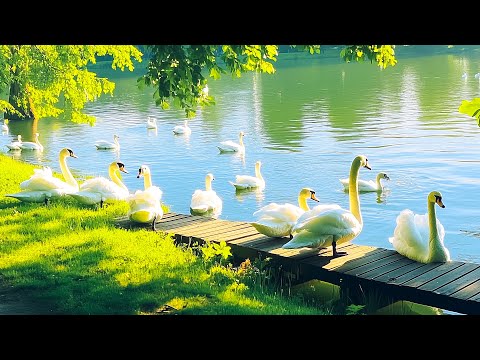 Видео: Музыкальная терапия для снятия беспокойства и тревоги 🍃 Просто слушайте 4 минуты, чтобы снять стр...