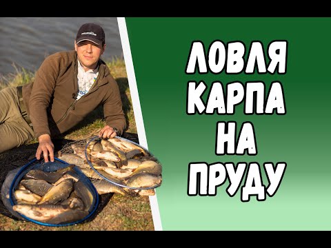 Видео: Ловля карпа на пруду. 40 карпов за 5 часов. Ловля карпа фидером. Секреты ловли. Рыбалка 2020.