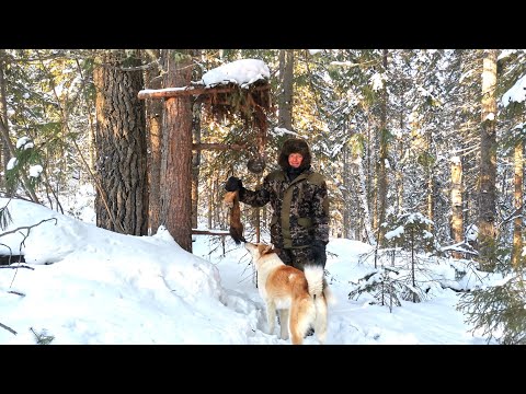 Видео: ЛОСИ ХОДЯТ РЯДОМ С ИЗБУШКОЙ. ФЕВРАЛЬСКАЯ ПРОВЕРКА КАПКАНОВ. ЛИСА ПОПАЛАСЬ.