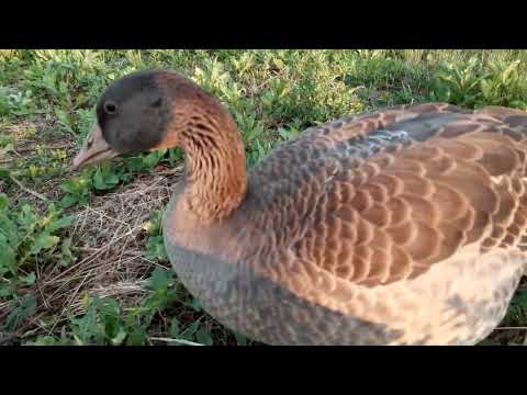 Видео: ДИКІ ГУСИ. ПЕРШІ ПОЛЬОТИ👻