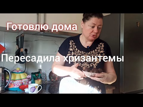 Видео: Готовлю дома. Пересадила хризантемы