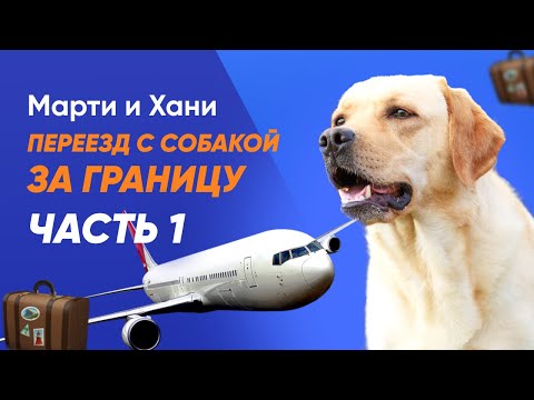 Видео: ПЕРЕЕЗД С СОБАКОЙ ЗА ГРАНИЦУ / ЧАСТЬ 1 / ПРИВИВКИ / ЧИПИРОВАНИЕ / ДОКУМЕНТЫ