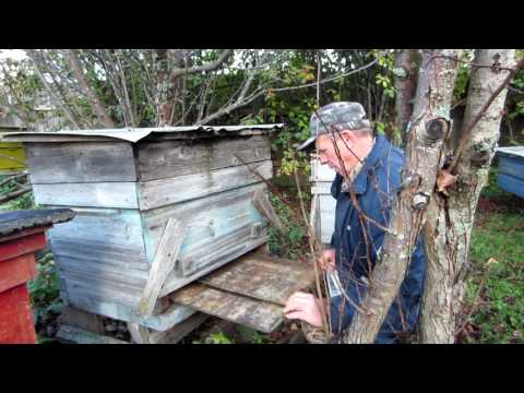 Видео: Обработка Бипином методом полива эмульсии в улочки и его результат.Beekeeping.