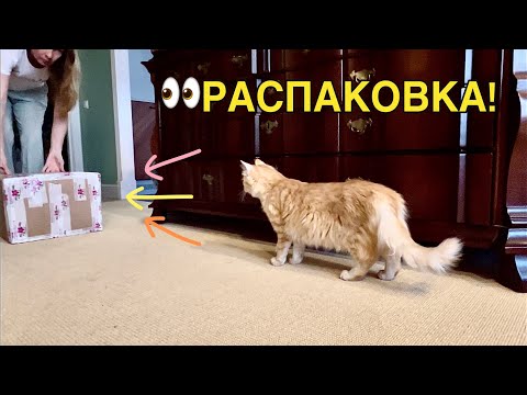 Видео: «Орхорай» прислал посылку!