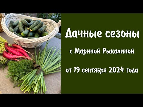 Видео: Дачные сезоны с Мариной Рыкалиной от 19 сентября 2024 года